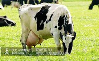 Рейтинг молочних порід корів, контент-платформа