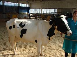 Evaluarea raselor de vaci de lapte, platforma de conținut