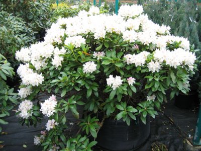 Rhododendron fedezet a tél, hogyan kell elkészíteni és szigetelése, mikor és milyen közeli hőmérsékleten