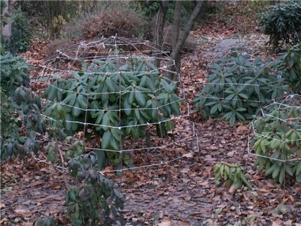 Rhododendron fedezet a tél, hogyan kell elkészíteni és szigetelése, mikor és milyen közeli hőmérsékleten