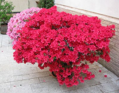 Rhododendron fedezet a tél, hogyan kell elkészíteni és szigetelése, mikor és milyen közeli hőmérsékleten