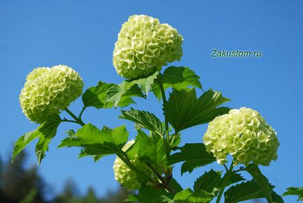 Сад для ледачих, дачну ділянку