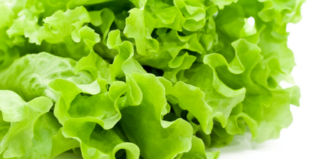 Saláta előnyök és ártalmak (összetétele, ellenjavallatok, tulajdonságok)