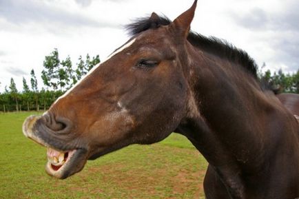 Найцікавіші і захоплюючі факти про коней