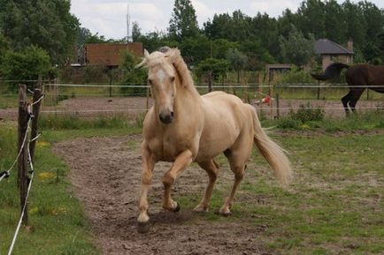 Cele mai interesante și fascinante fapte despre cai