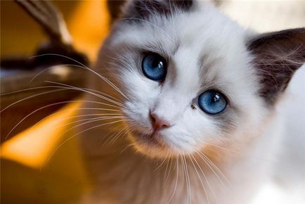A legszebb macska a világon meg a szemükben