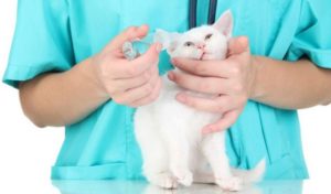 Найпоширеніші хвороби кішок породи сфінкс - донський сфінкс Крисік