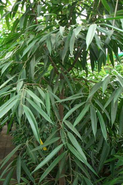 A leggyakoribb típusú beltéri Ficus, és lehetséges problémák (ficus) A leggyakoribb típusú beltéri Ficus, és lehetséges problémák