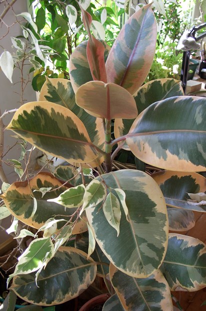 A leggyakoribb típusú beltéri Ficus, és lehetséges problémák (ficus) A leggyakoribb típusú beltéri Ficus, és lehetséges problémák