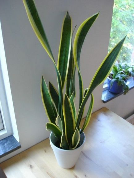 Sansevieria cu trei benzi