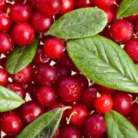 Сахалінська клоповніца, ягода і її застосування - скальпель - медичний