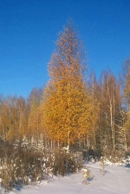 Саджанці дерев-крупномірів купити в Запоріжжі, ціна - «крупномери уралу»