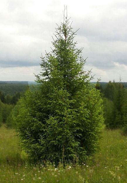 Puieți de arbori de dimensiuni mari pentru a cumpăra în Ekaterinburg, prețul este 