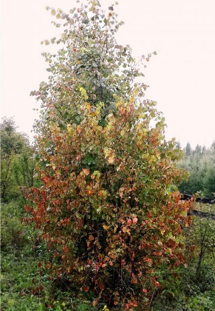 Palánta, nagyméretű fák Jekatyerinburg vásárlás, ár - „nagy mérete miatt az Urál”