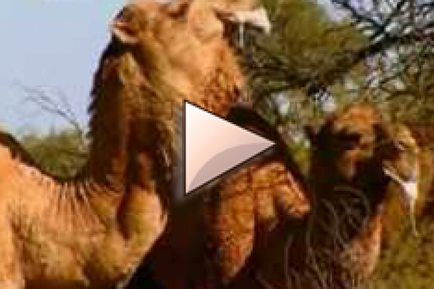 Секрети виживання верблюдів