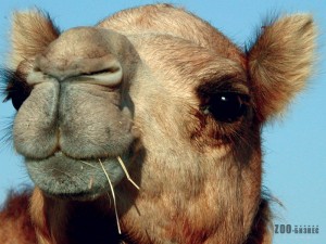 Секрети виживання верблюдів