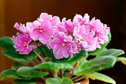 Senpolia (uzambarskaya violet) fotografie, îngrijire și cultivare la domiciliu