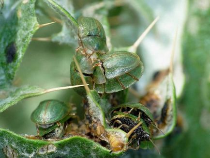 Shchitonoska sau gândacul de broască țestoasă, care este o insectă