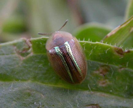 Shchitonoska sau gândacul de broască țestoasă, care este o insectă