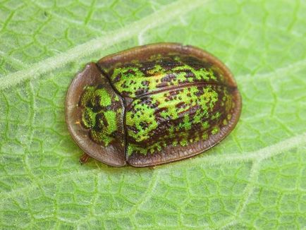 Shchitonoska sau gândacul de broască țestoasă, care este o insectă