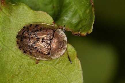 Shchitonoska sau gândacul de broască țestoasă, care este o insectă