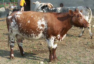 Шортгорнская м'ясна порода корів для розведення, фото