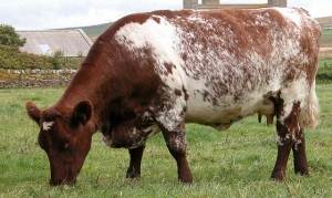 Shorthorn fajta tehén - az életem (shorthorn) Shorthorn fajta tehén - életem
