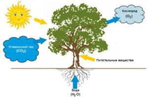 A szén-dioxid-ellátó rendszer, és a CO2 generátort az üvegházak saját kezűleg