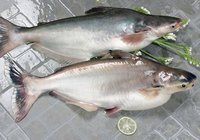 Cât de mult să gătești pangasius, cum să gătești pangasius, cum să gătești pangasius