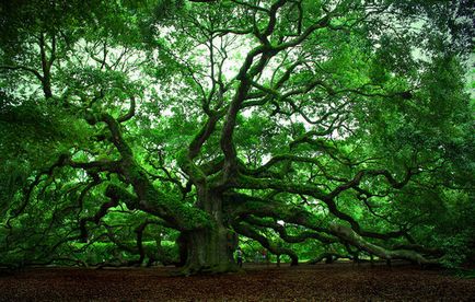 Câți copaci trăiesc speranța de viață de stejar, mesteacan, arțar, tei, măr, pin și altele