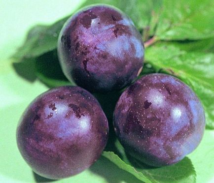 Szilva és szilva - használat, gyógyászati alkalmazásával, hasznos és érdekes (aszalt szilva) Szilva és szilva - felhasználása, alkalmazása az orvostudományban, hasznos és szórakoztató