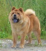 Un câine în pielea unui leu - despre câini - articole - ajutor pentru animalele în primejdie, Rostov-on-Don