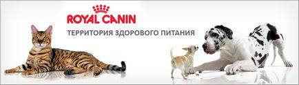 Câini din clubul mook - olymp - și mkoo - kraft - pui, rottweilers, care terieri (495) 907-5570