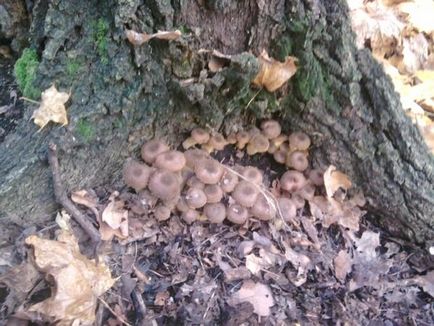 Colectarea și ridicarea ciupercilor de toamnă
