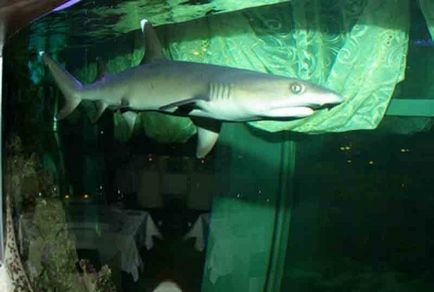 Зміст акул в акваріумі
