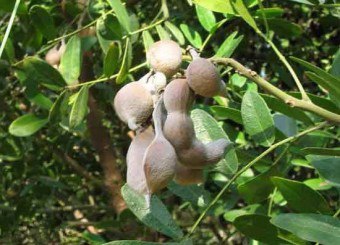 Sophora japonica segíthet, hogy egészséges, erős és szép