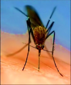 Поради, як позбавиться від кліщів, комарів, мурах та інших комах