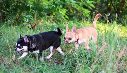 Sfaturi pentru un estrus câine de câine începător la câini, ceea ce ar trebui să știe gazda - germenii vieții