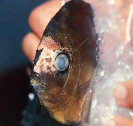 Tippek kezelésére akváriumi halak