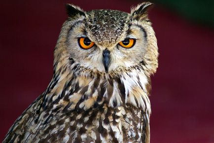 Owls care locuiesc în Rusia - o lume uimitoare a animalelor