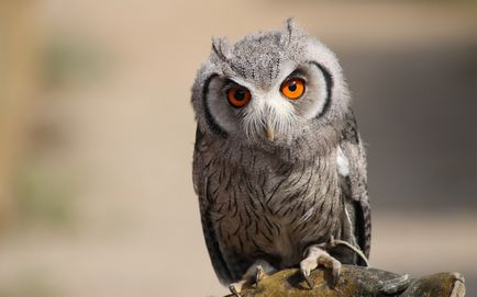 Owls care locuiesc în Rusia - o lume uimitoare a animalelor