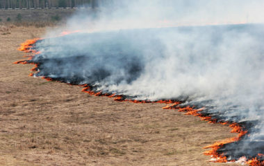 Tehnologii moderne de cultivare a floarea-soarelui în condițiile agroclimatice din 2016 