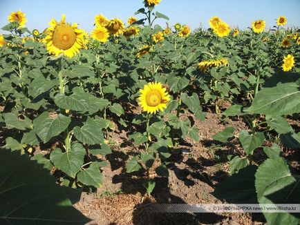 Tehnologii moderne de cultivare a floarea-soarelui în condițiile agroclimatice din 2016 
