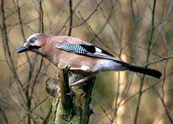 Jay, jays (garulus glandarius), colorarea jay-ului de plum, descrierea zonei de habitat a jay-ului,