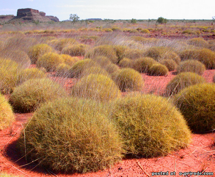 Spinifex - spini groaznic de australia - 17 fotografii - poze - fotografie lume of nature