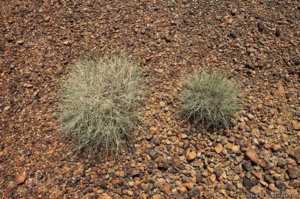 Спініфекс - жахливо колючий колючка австралії - 17 фото - картинки - фото світ природи