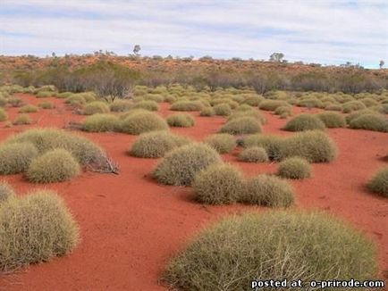 Spinifex - spini groaznic de australia - 17 fotografii - poze - fotografie lume of nature