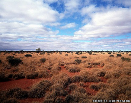 Spinifex - spini groaznic de australia - 17 fotografii - poze - fotografie lume of nature