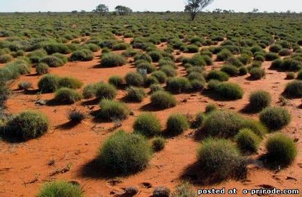 Спініфекс - жахливо колючий колючка австралії - 17 фото - картинки - фото світ природи