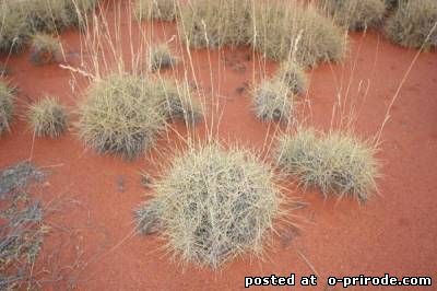 Spinifex - spini groaznic de australia - 17 fotografii - poze - fotografie lume of nature